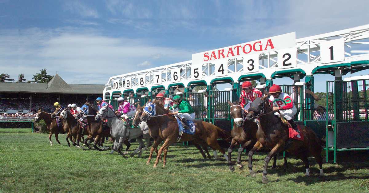 horses racing on grass from the Saratoga starting gate