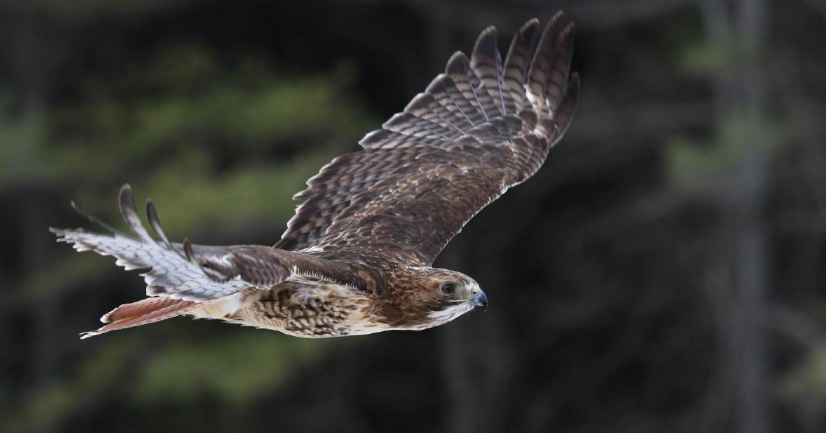 red tailed hawk flying