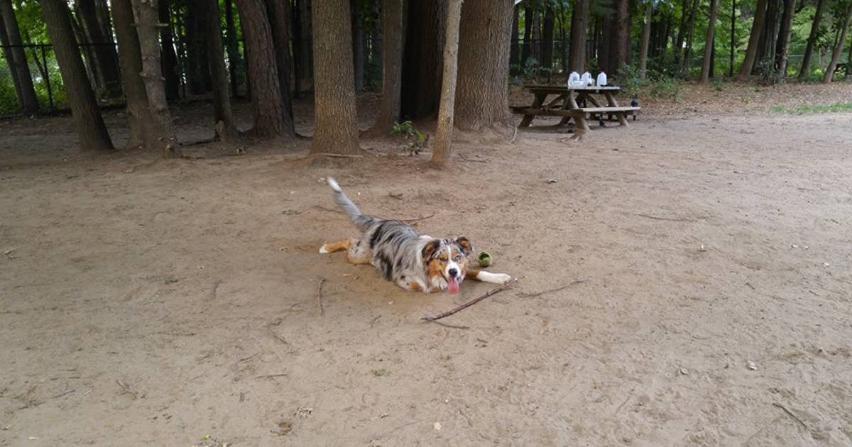 dog on the dirt