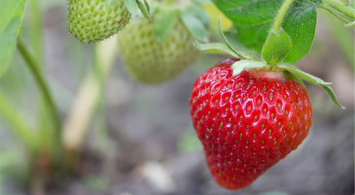 red strawberry on plant, unripe, green strawberries in background
