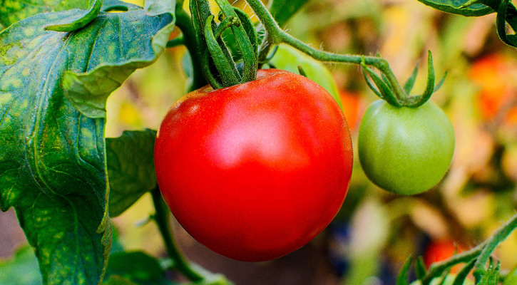 a red and green tomato on a plant