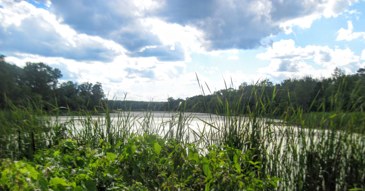 view of wetlands area through brush