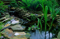 backyard pond with plants