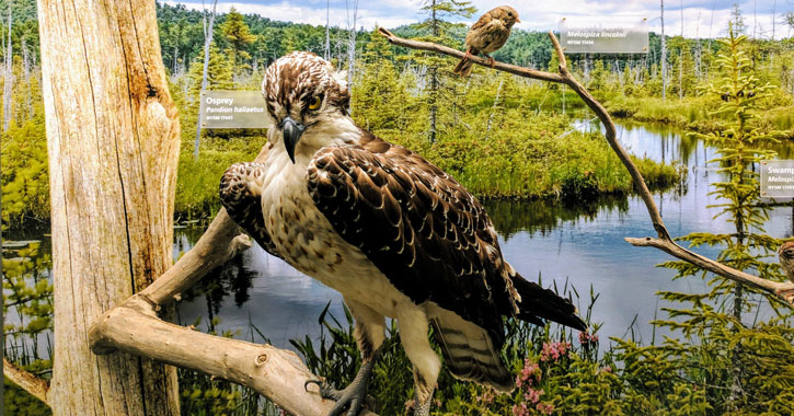 an osprey exhibit at a museum