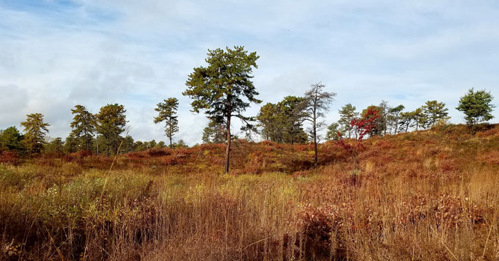 pine barrens landscape