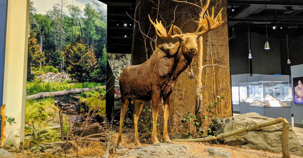a moose display in a museum