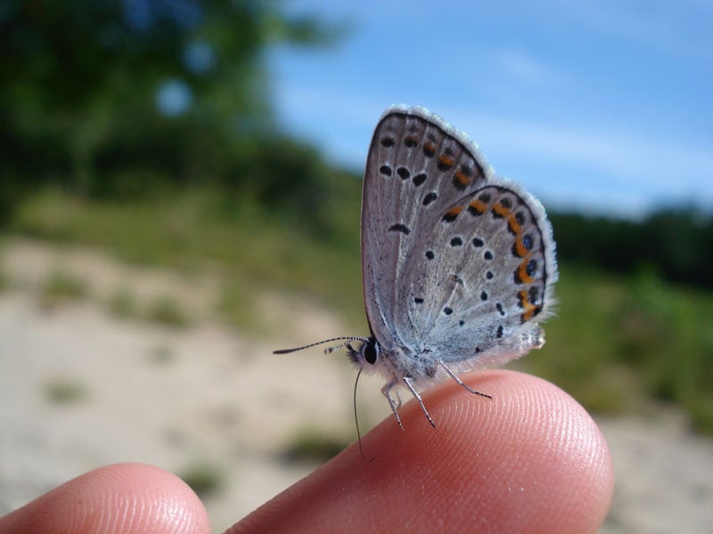 karner blue butterfly