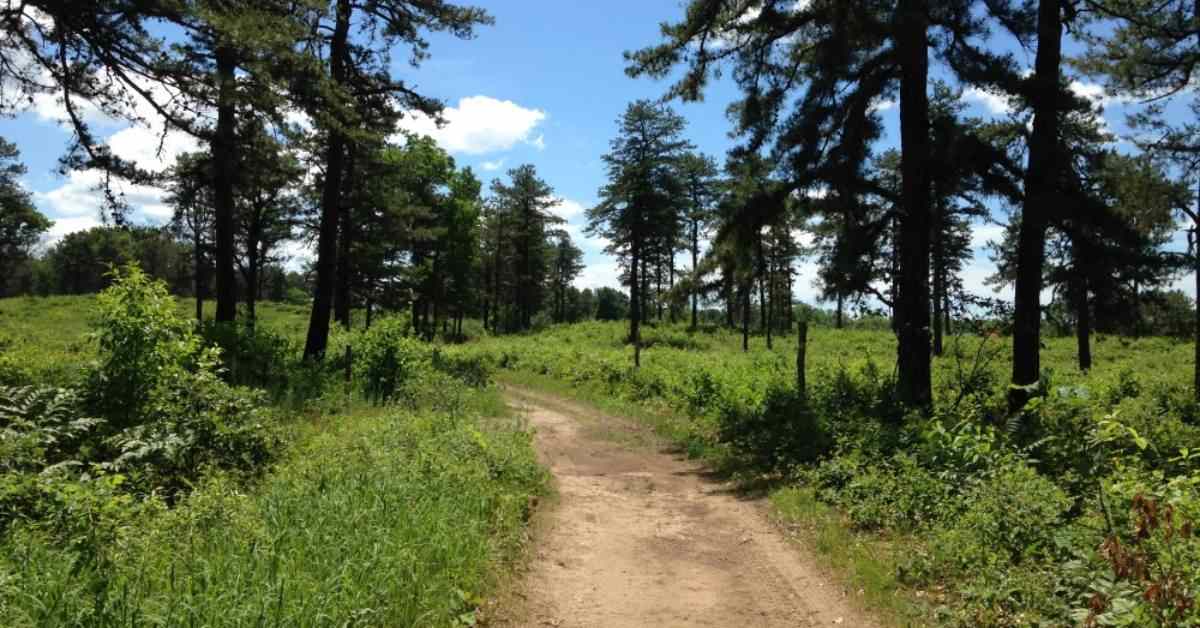 a dirt trail leading into a nature preserve