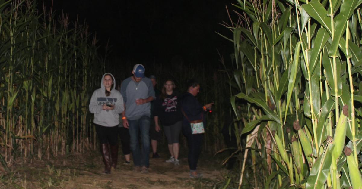 four people walking through a corn maze at night