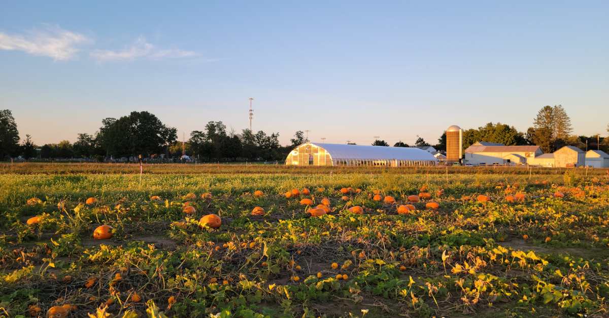 farm with pumpkins and a greenhouse in the back