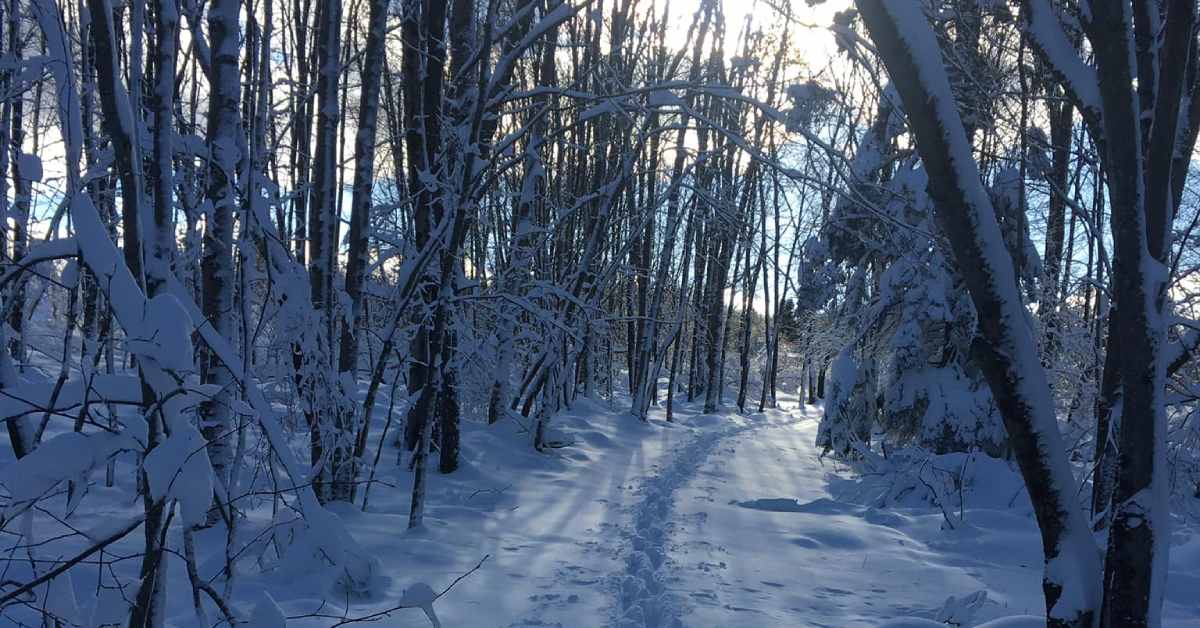 a snowy path at cherry plain state park 