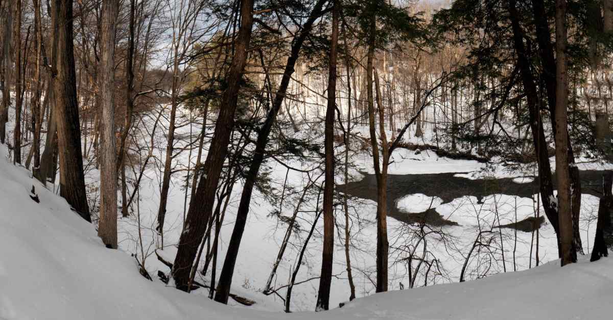 wooded view with snow on the ground