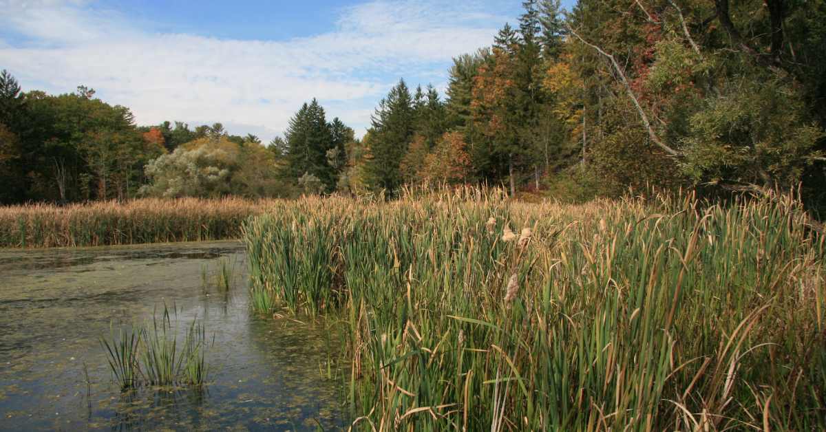 pond on a summer day with cattails