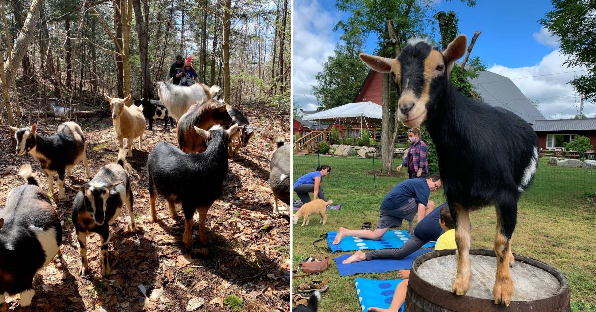 split image with goats in the woods with hikers on the left and a goat with people doing yoga on the right