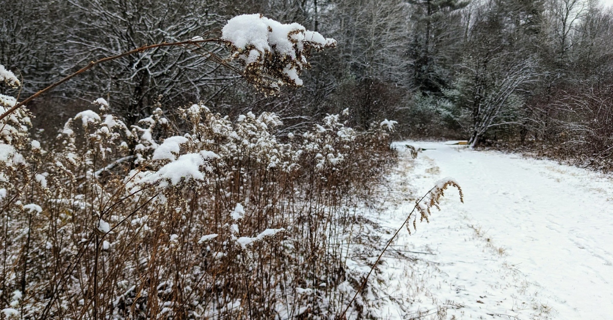 hiking path in the winter, snow on cattails
