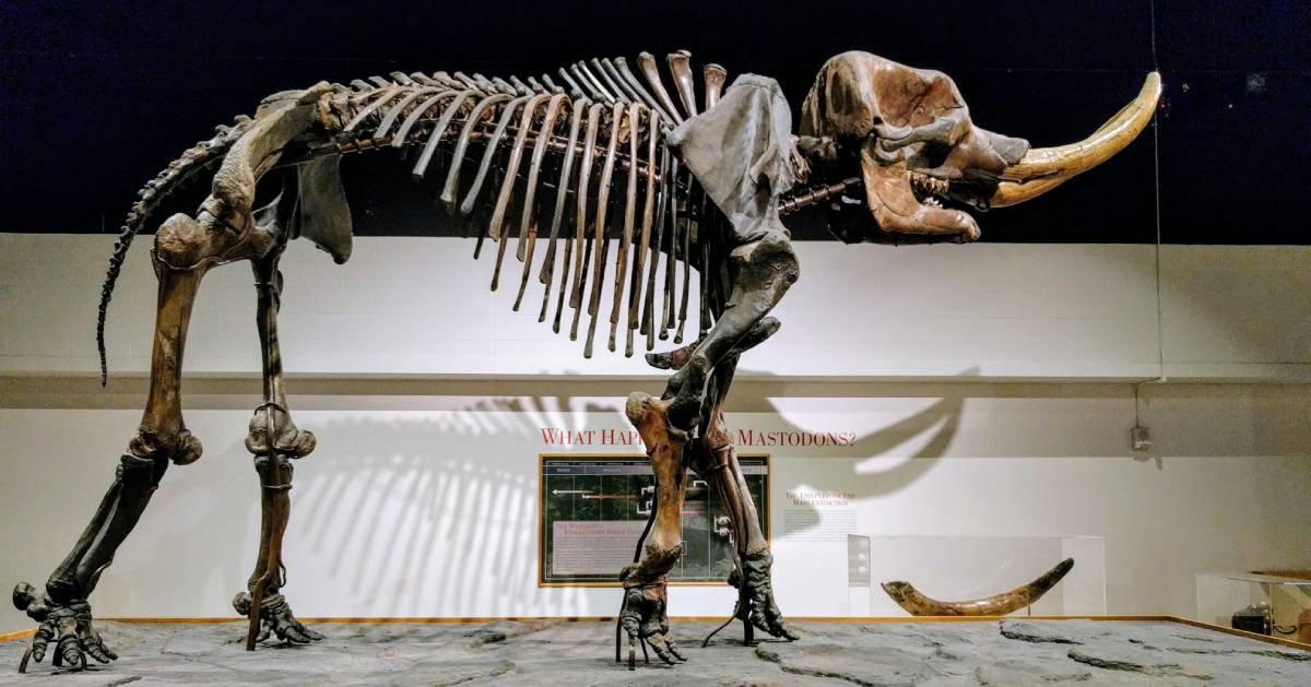 a skeleton of a mastodon in a museum
