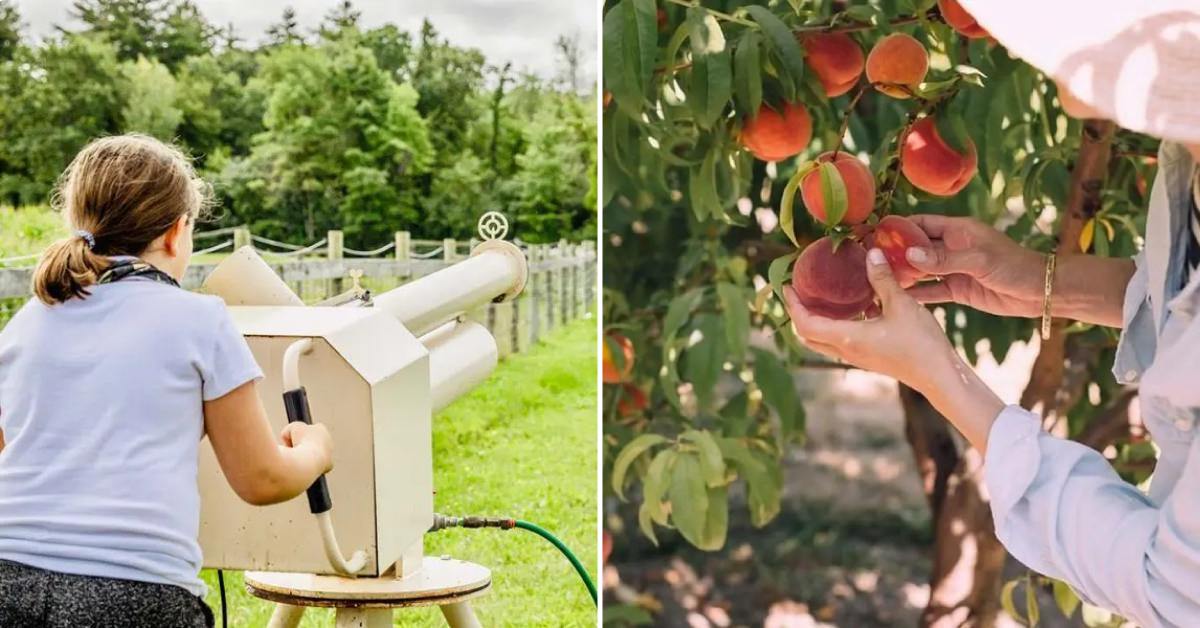 split image. on left is girl shooting an apple cannon. on right is woman picking apples from a tree