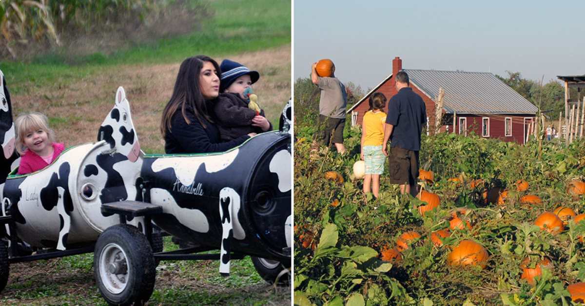 split image. on left is kids riding on a tractor ride. on left is people in a pumpkin patch