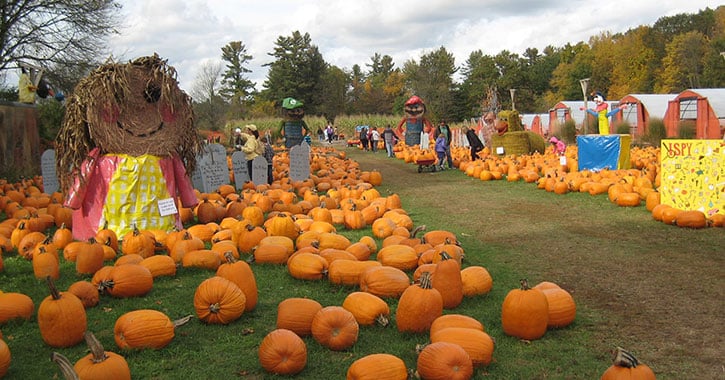 pumpkin patch and fall decorations