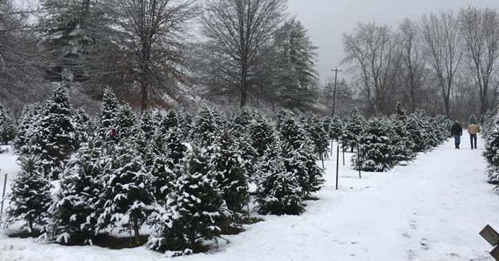 snowy christmas trees
