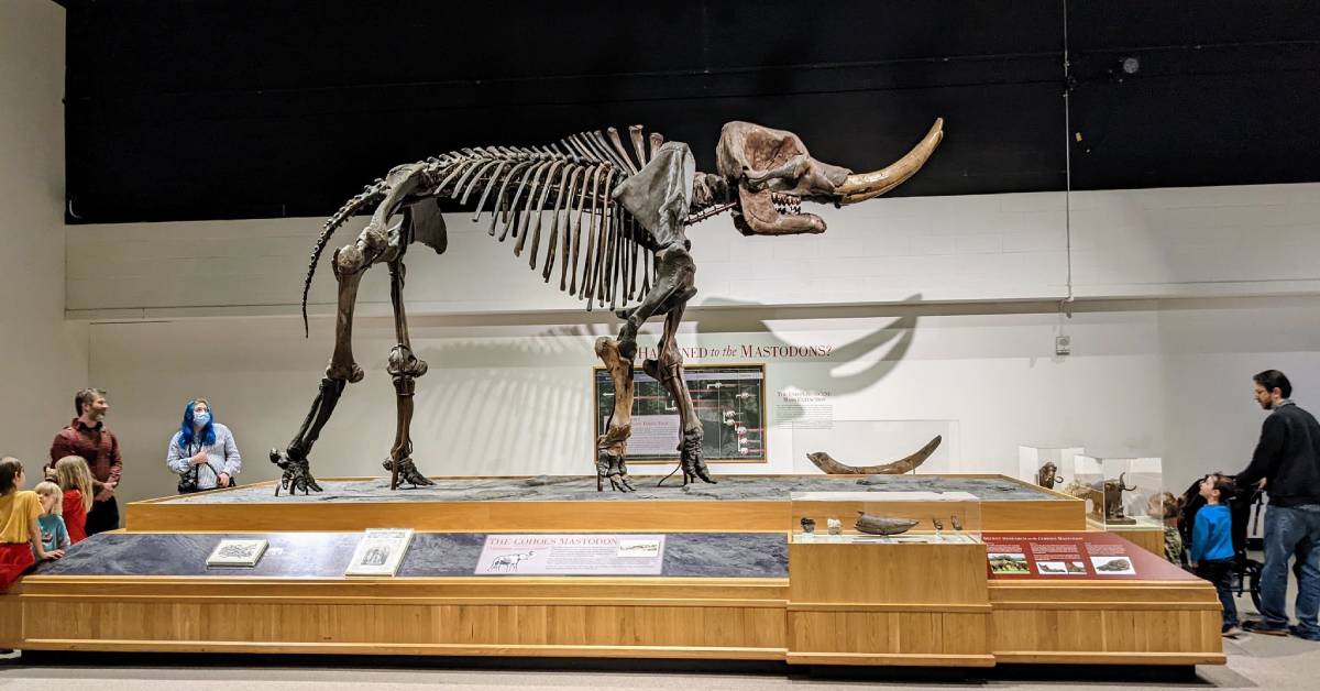 a large skeleton on display in a museum hall