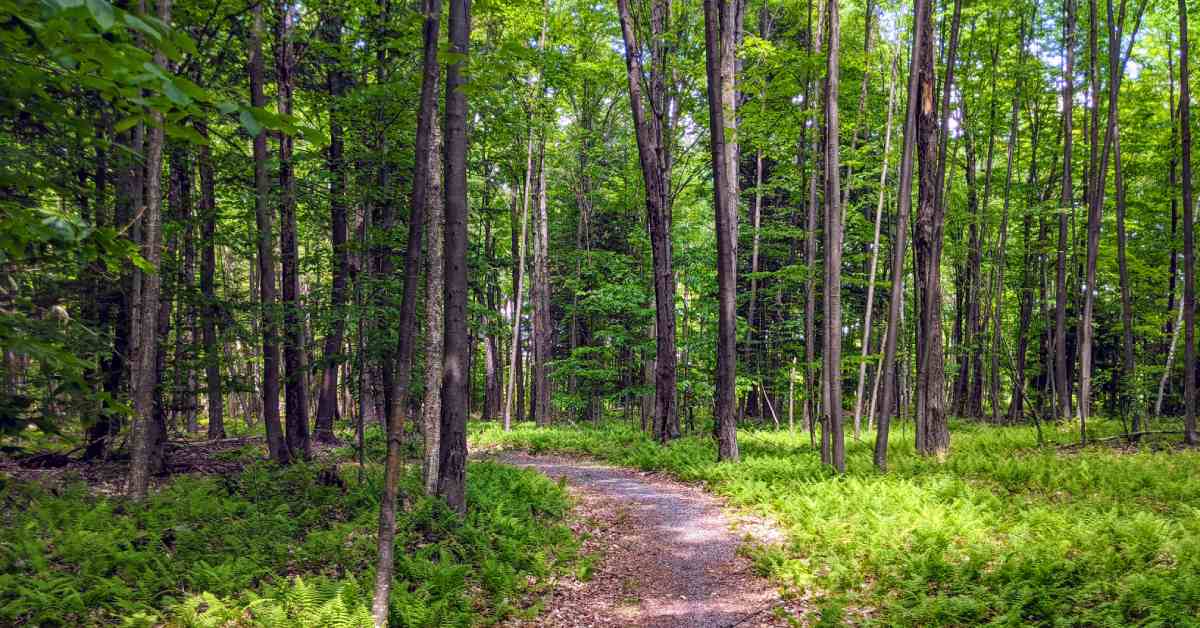 gravel trail leading into a lush forest