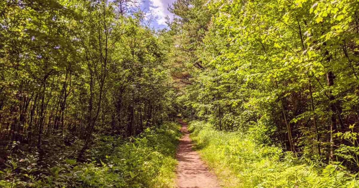 dirt path going into lush forest