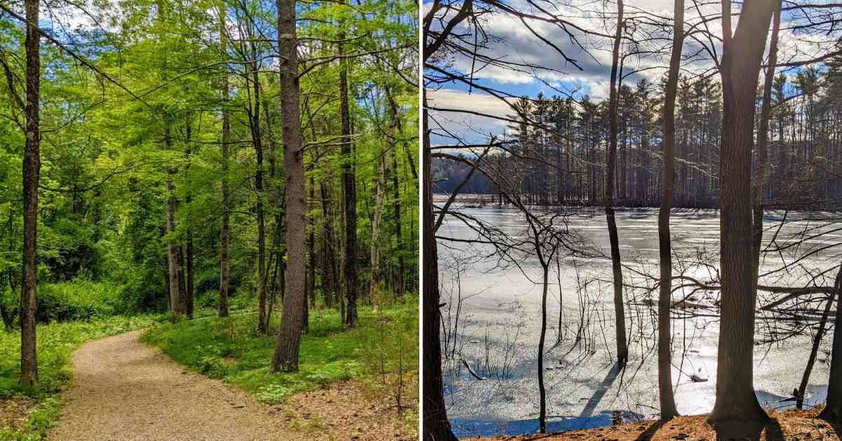 split image. on left is a path going into a lush forrest. on right is an icy lake in wintertime