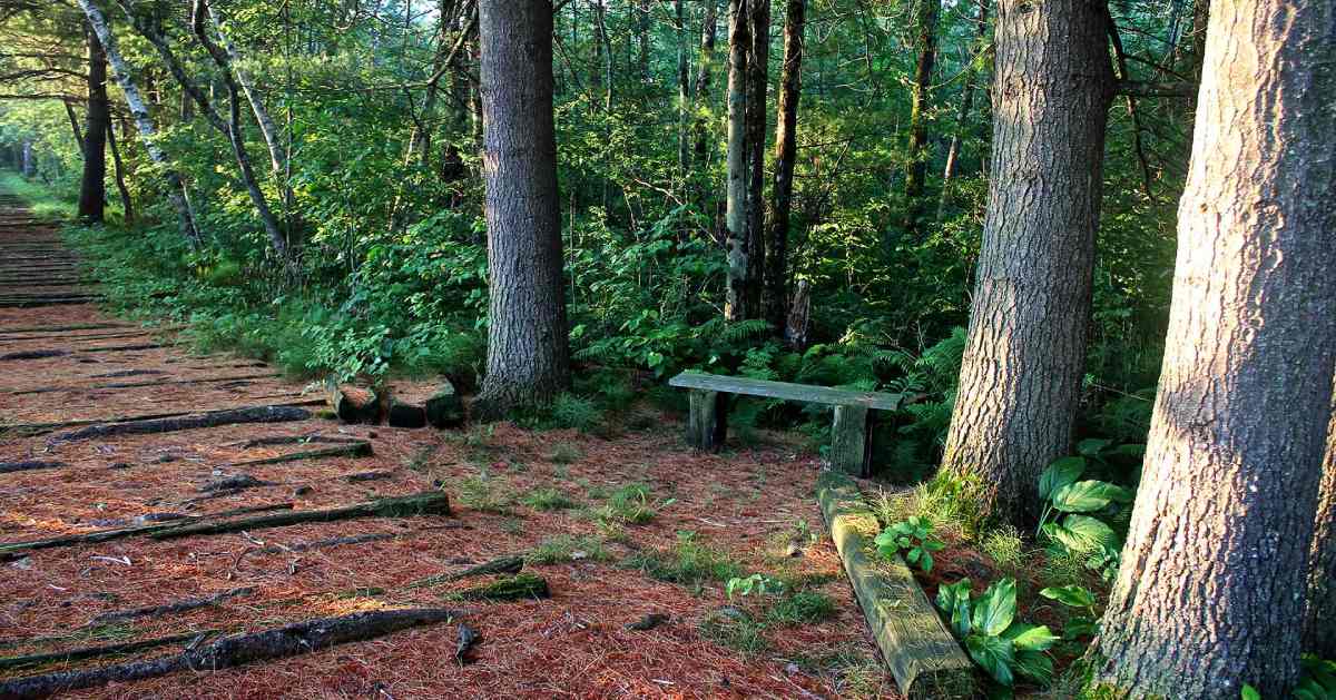 pathway in a forest with a wooden bench to the right