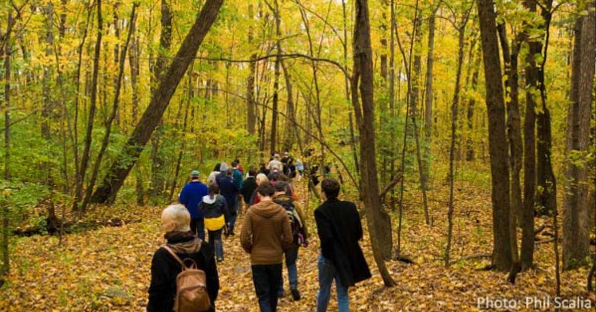 people walking through the woods with leaves on the trail