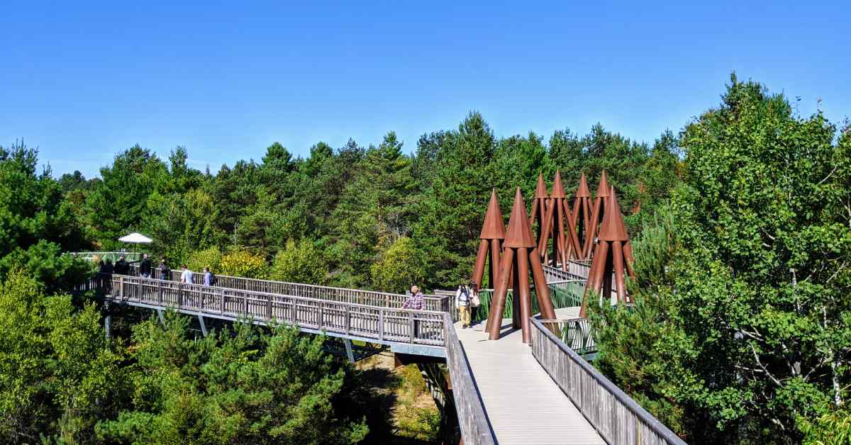 walkway among the treetops