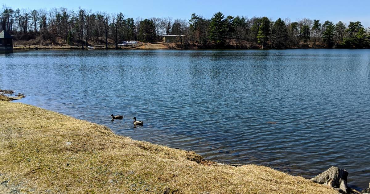 ducks in a lake