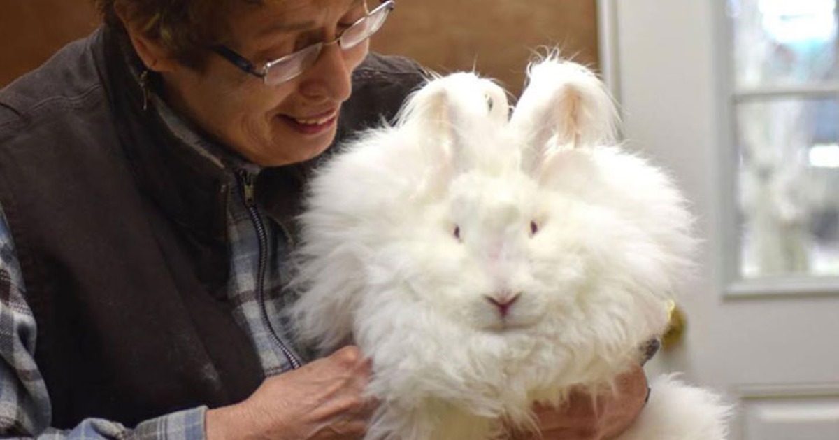woman holding white fluffy rabbit