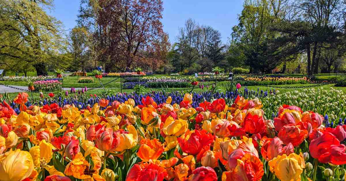 colorful tulips in a park