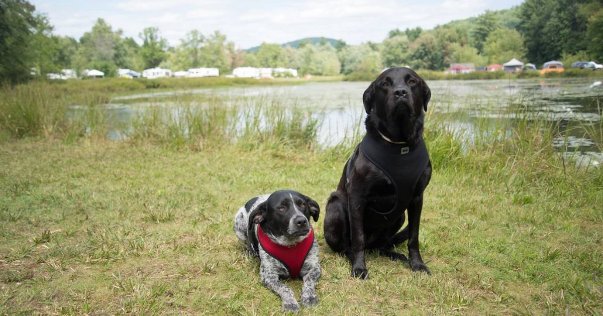 two dogs with rv campers in the background