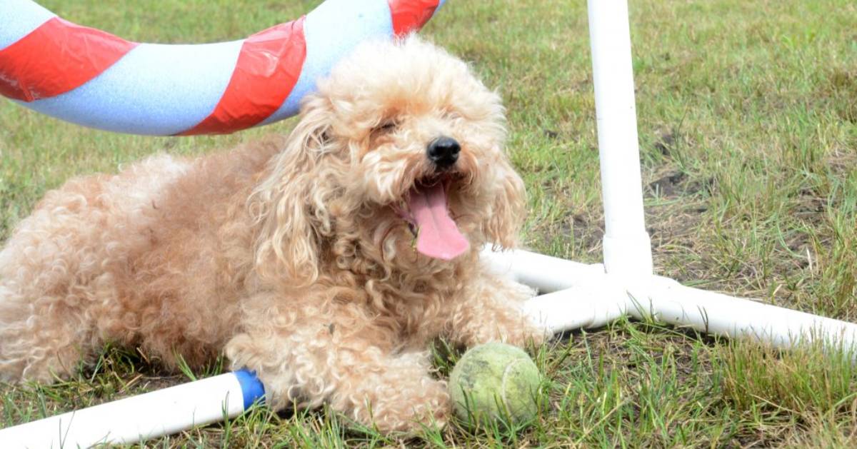 happy dog with tennis ball outside