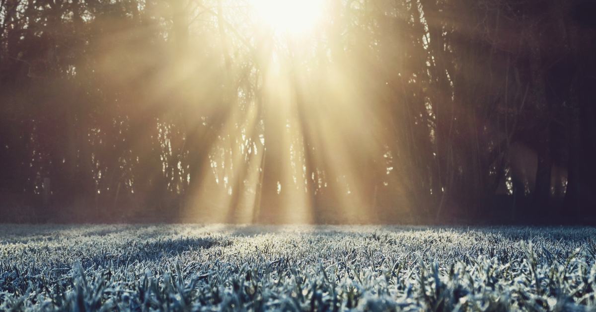 sun shining through trees on a frost covered ground