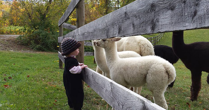 girl standing near fenced in farm lambs