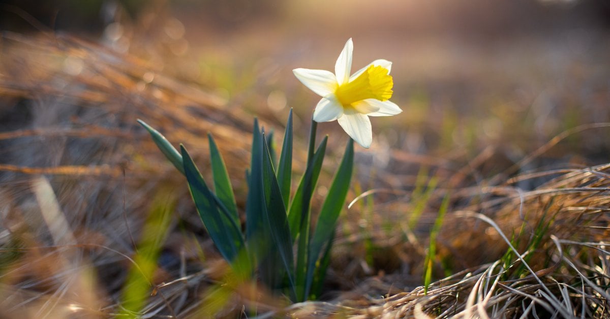 planted daffodil