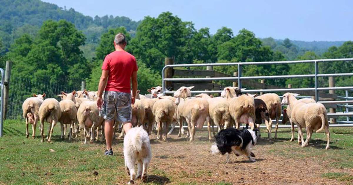 man following the sheep herd