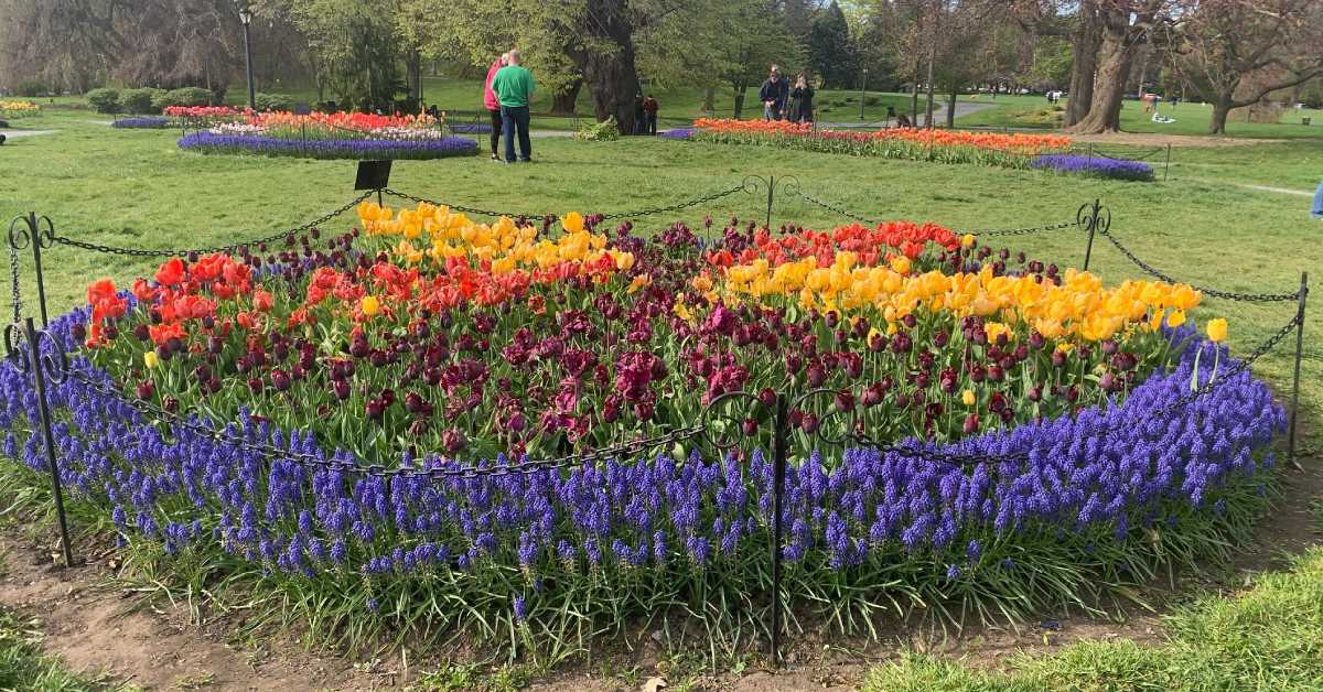 people standing near colorful tulip beds