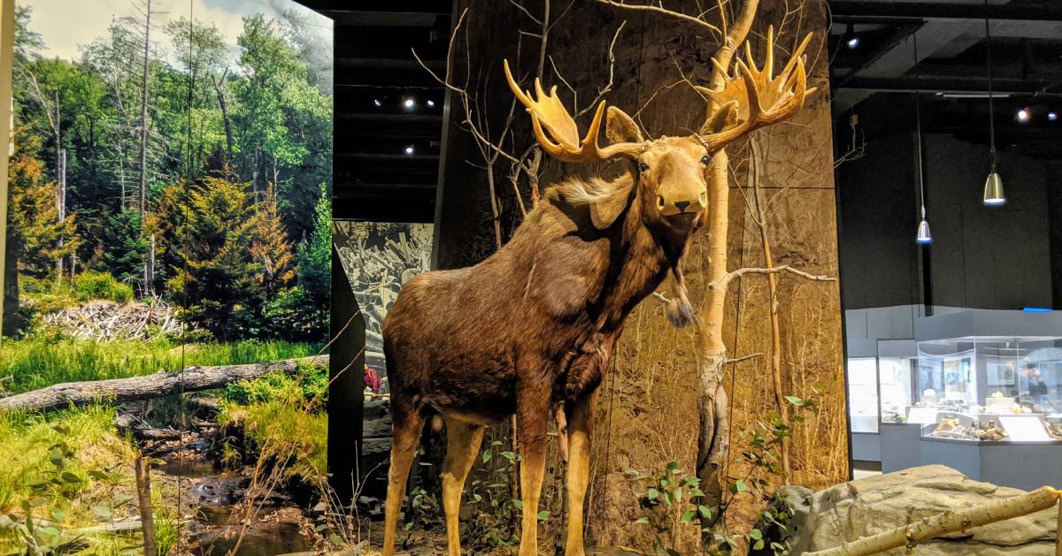 a display of a giant taxidermied moose in a museum