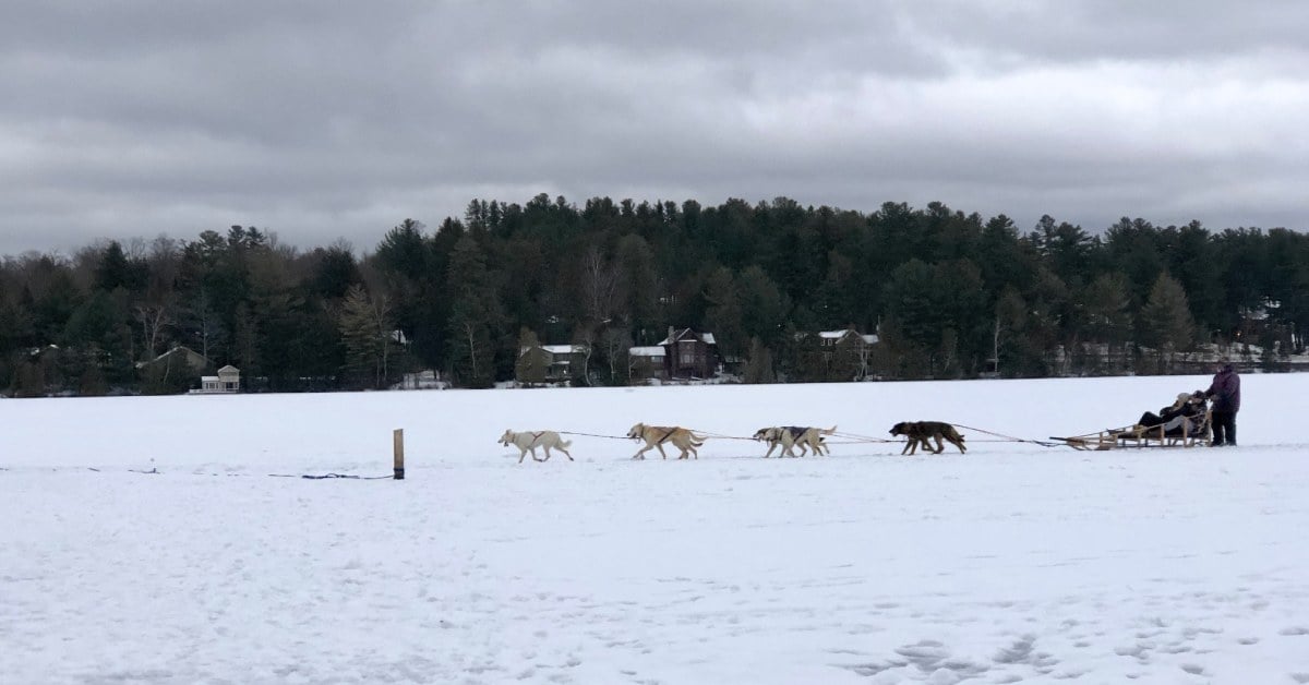 dog sledding on a frozen lake