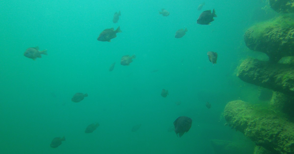 underwater view of small fish swimming