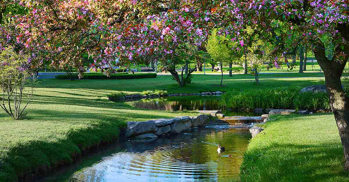 small river going through a park