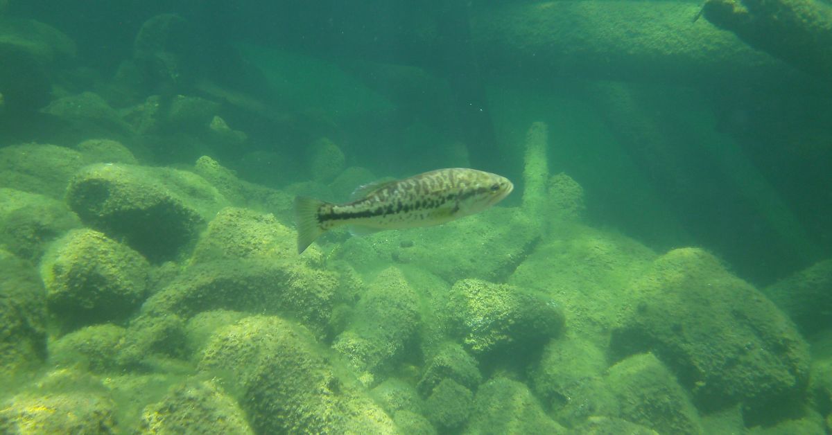 a fish with brown spots