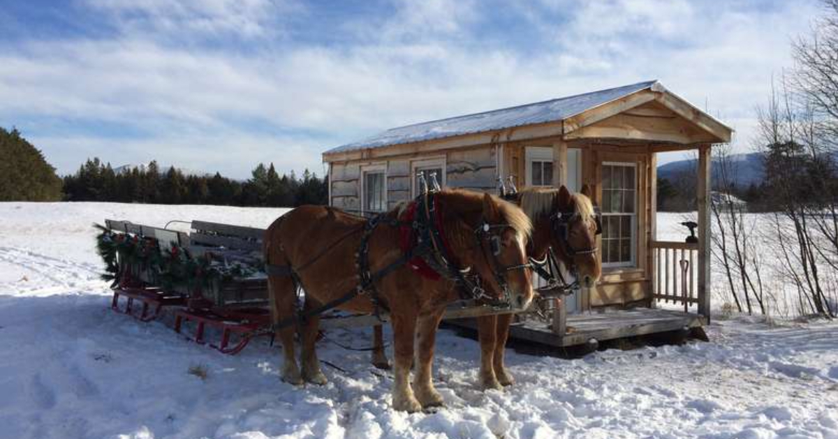 two horses pulling a sleigh