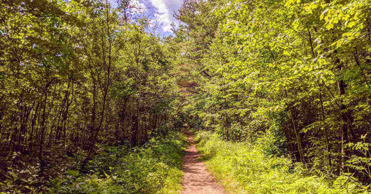 trail in the woods