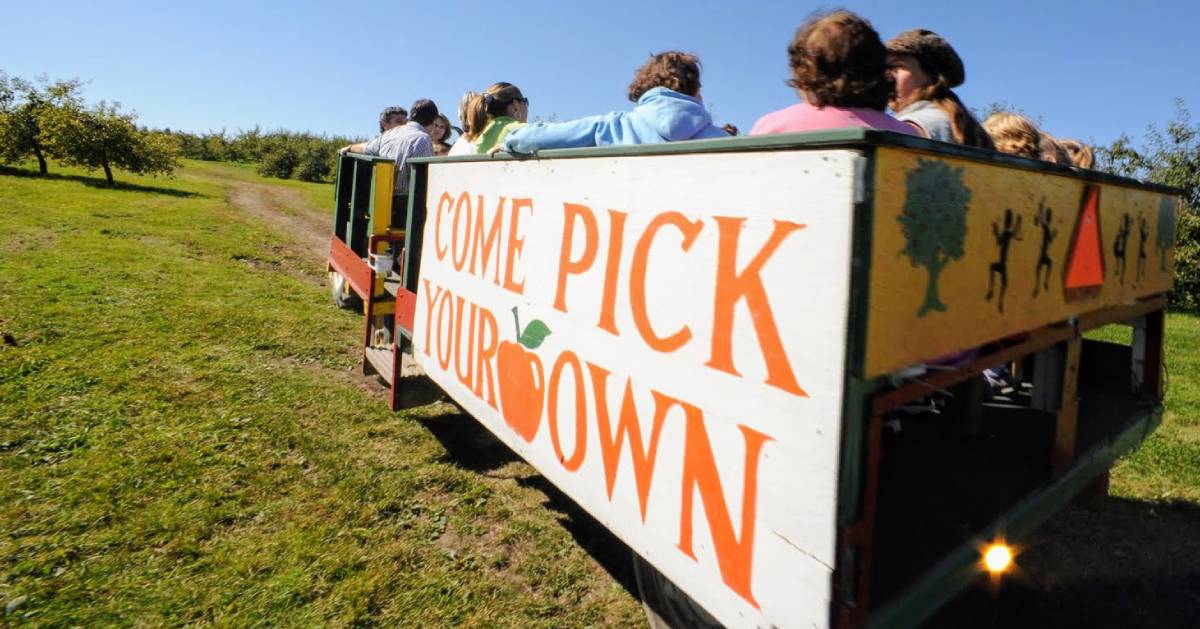 a wagon on an apple orchard heading towards the trees