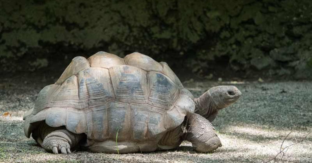 tortoise walking